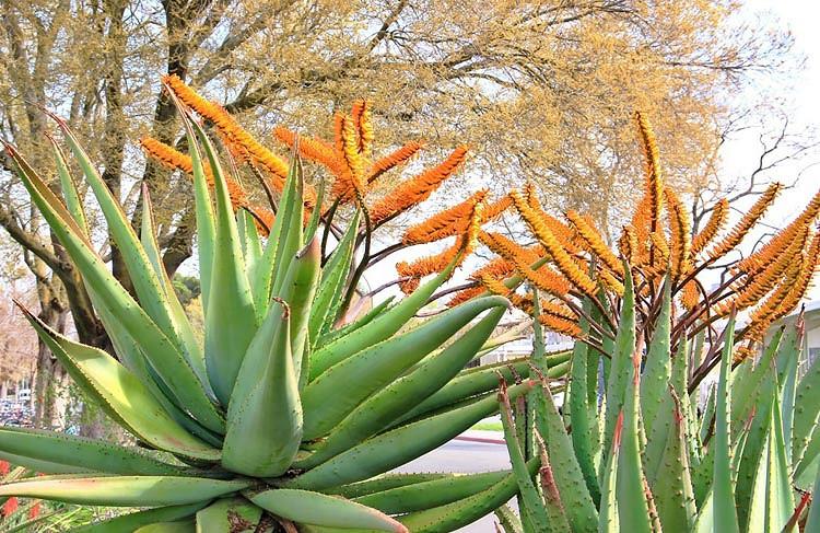 Aloe marlothii, Mountain Aloe, Flat-flowered Aloe, Orange flowers, Succulents, Aloes, Drought tolerant plants, Spiny Aloe